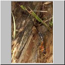 Dolichomitus sp - Schlupfwespe 02 32mm - OS-Hasbergen-Holzlagerplatz.jpg